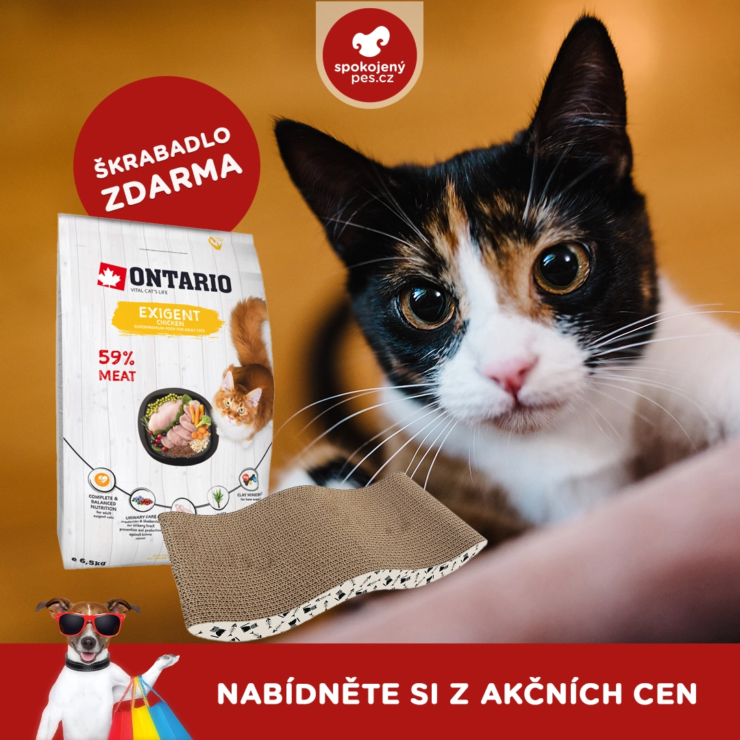 cat02 - kopie.webp